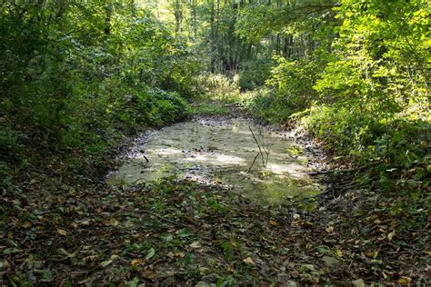 Dirt road through the forest with large mud puddles 11098477 Stock ...