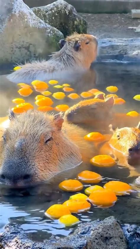 How adorable are these capybaras | Shizuoka - Japan | @1min.traveller ...