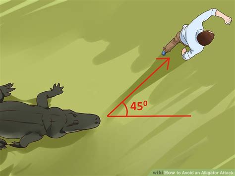 3 Ways to Avoid an Alligator Attack - wikiHow