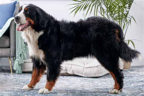 Bernese Mountain Dog (Berner): Breed Characteristics & Care