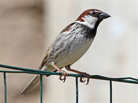 Passer italiae - Italian Sparrow | World birds, Old world, Small birds