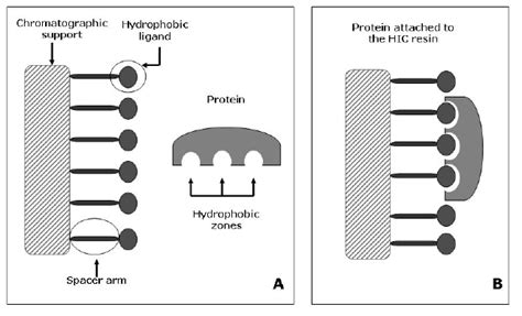 Protein retention mechanism in HIC. (A) The basic structure of a HIC ...