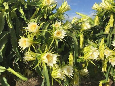 Dragon fruit farm makes 'old heart jump' – Bundaberg Now