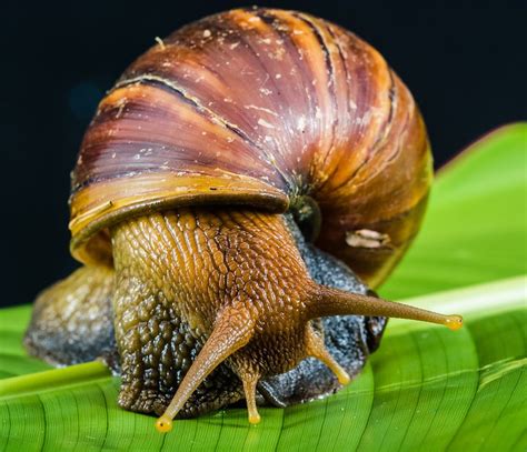 Giant African land snail freakishly resembles a rabbit!