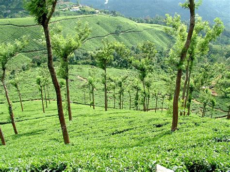 Tea Gardens, India — Stock Photo © ARTEKI #1535093