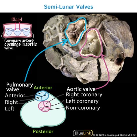 Gross Anatomy Glossary: Heart Valves (Photos) | Draw It to Know It