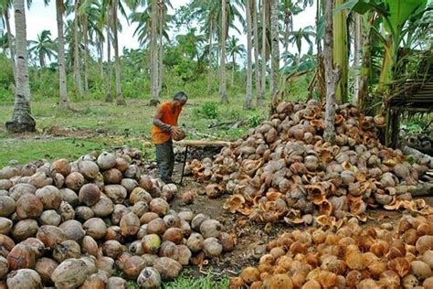 Philippines seeks to reclaim status as world’s top coconut market | Philstar.com