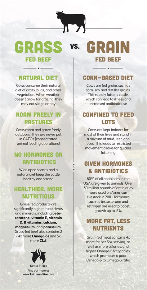 Grass-Fed vs. Grain-Fed Beef: Are There Benefits? | Perfect Patty Shaperz