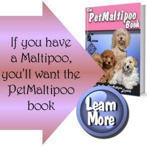 Maltipoo Puppy Care | The Maltipoo Information Center