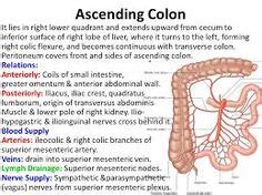 15 Ascending colon-Ideen | anatomie, nasenzeichnung, anatomie lernen