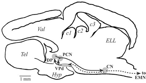 Sagittal schematic of the mormyrid brain, showing the approximate ...