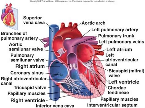 Cardiovascular System I: Heart | Pediatric nurse practitioner ...