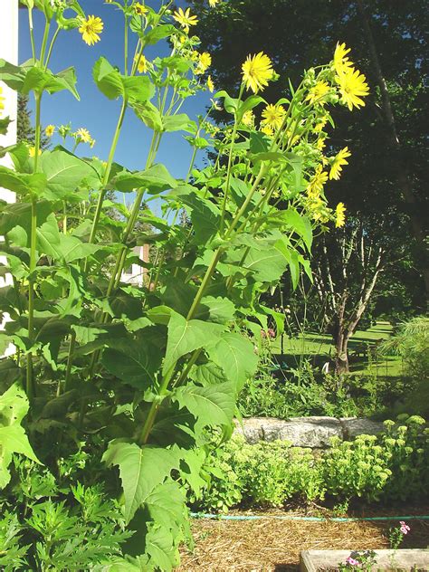 Silphium perfoliatum (cup-plant rosinweed): Go Botany