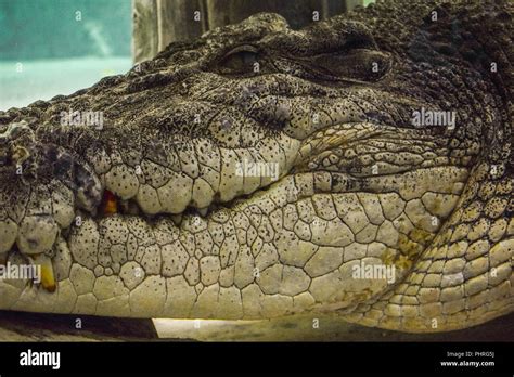 King Croc in Dubai Aquarium and underwater Zoo Stock Photo - Alamy