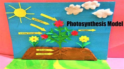 photosynthesis model project | school science exhibition for students/kids | Mô hình, Giáo dục ...