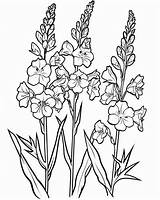 Larkspur Coloring Pages sketch template