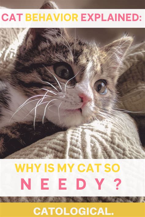 Why Is My Cat So Needy, Demanding, And Clingy? in 2020 | Cat behavior ...