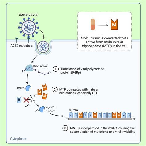 The schematic representation of action mechanism of molnupiravir ...