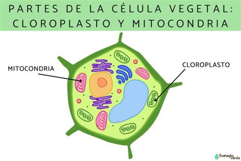 Diferencias entre la célula animal yla célula vegetal