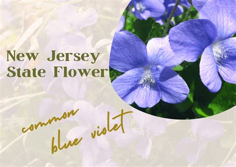 The Official State flower of New Jersey USA | FlowerNOW