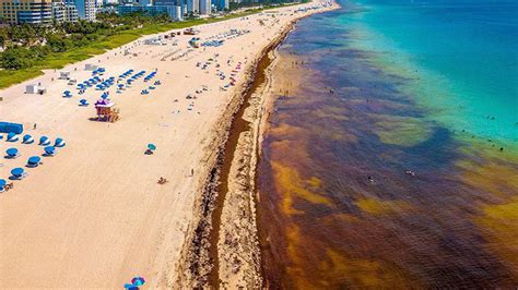 Huge Sargassum Seaweed Blooms Again Threaten Florida, Caribbean and ...