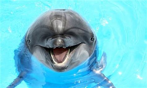 31+ best Dolphin Puns