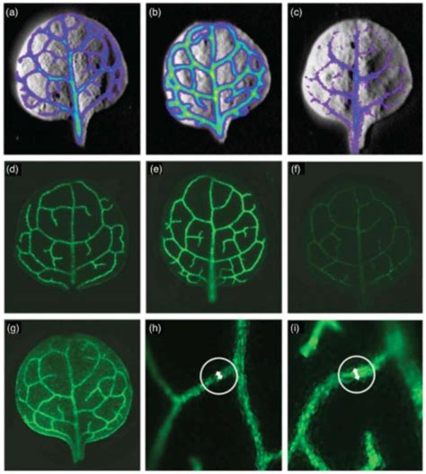 Reporter-based screen to identify bundle sheath anatomy mutants ($) (Plant J) | Plantae