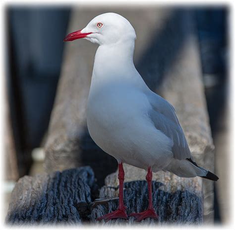 Bird watching in Australia - Silver gull