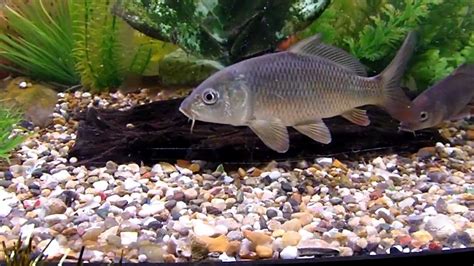 carp, tench, rudd and grass carp in juwel 260 aquarium - YouTube