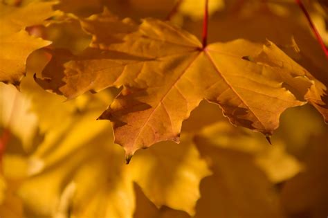 Download free photo of Autumn,fall foliage,yellow,maple,maple leaf ...