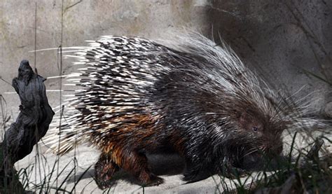 Porcupine | The Biggest Animals Kingdom