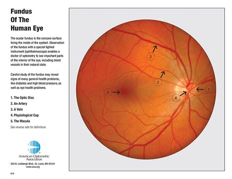 Ocular Anatomy