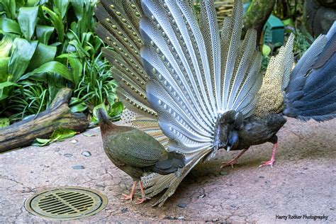 Great Argus Pheasant Mating Dance | Disney Animal Kingdom | Flickr
