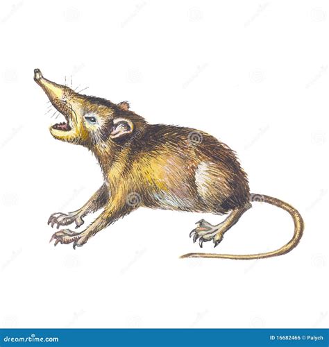 Solenodon Royalty Free Stock Image - Image: 16682466