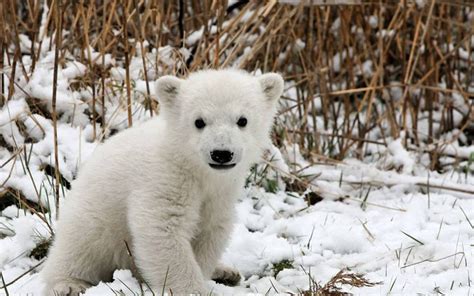 Polar Bear Cub | tableatny | Flickr