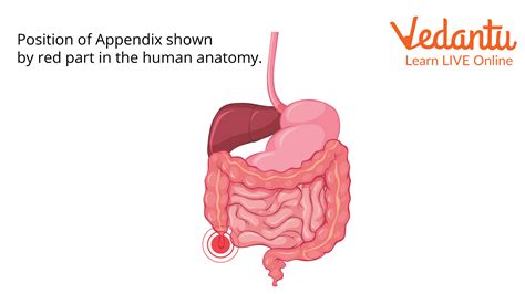 Appendix Function In Digestive System