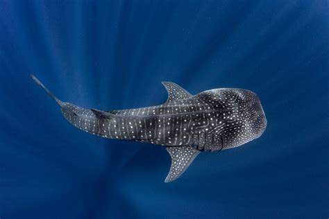 Free Images : whale shark, underwater, marine biology, water, fin, cartilaginous fish, organism ...