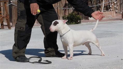 47+ Bull Terrier Training Techniques Picture - Bleumoonproductions