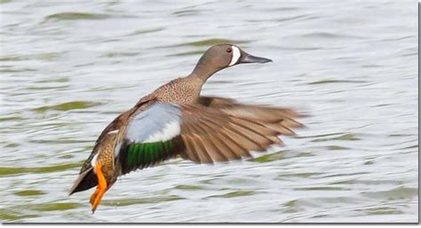 Blue-winged Teal on take off | Blue winged teal, Teal, Duck identification