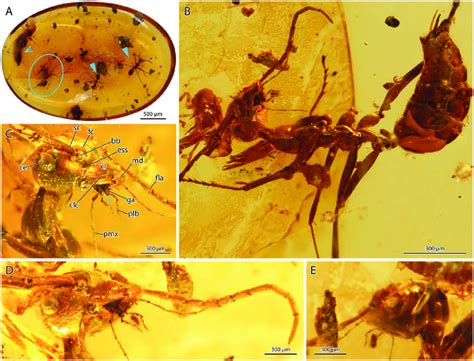 Photographic images of the amber fossil. (A) Overview of the amber... | Download Scientific Diagram