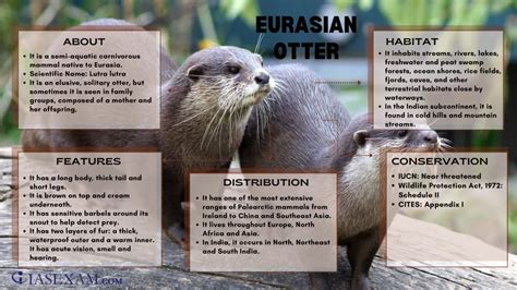 Eurasian otter - IAS EXAM