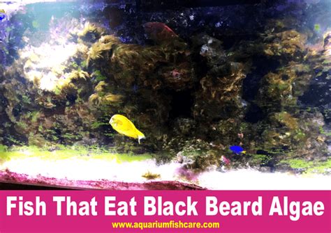 Fish That Eat Black Beard Algae - Aquarium Fish Care