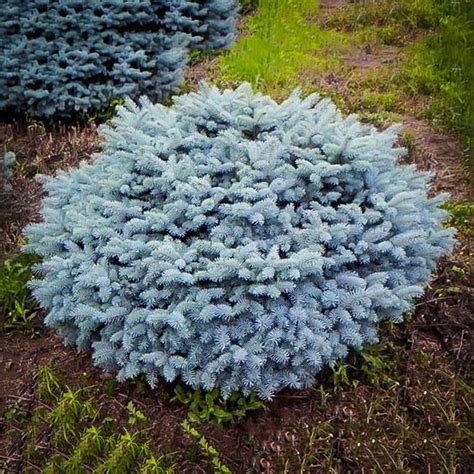 DWARF GLOBE BLUE SPRUCE - Foothills Nurseries