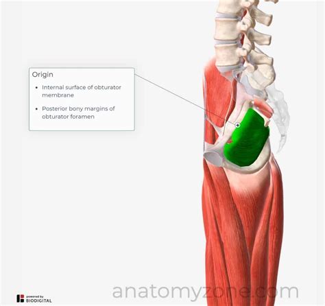 Obturator Internus - Origin, Insertion, Action, 3D Model | AnatomyZone