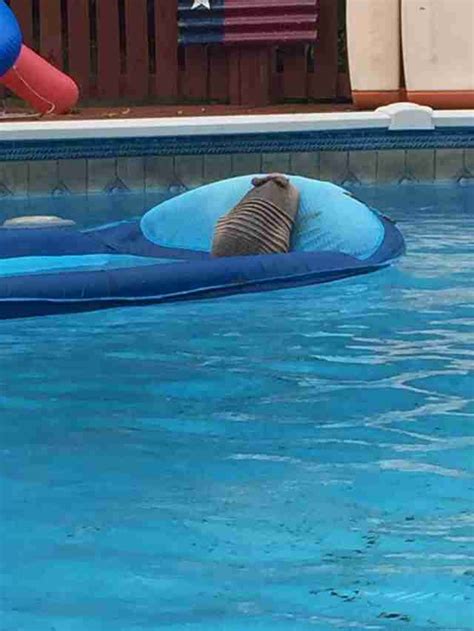 Armadillo Spotted Lounging On A Floaty In Family's Swimming Pool - The Dodo