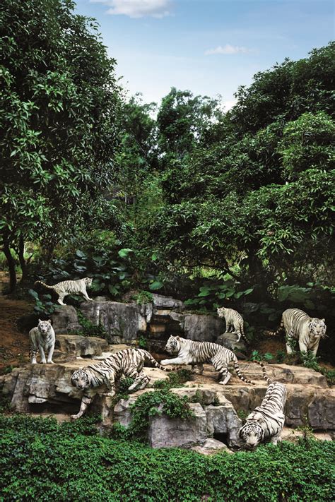 Chimelong Safari Park in 2021 | Safari park, Rare species of animals, Guangzhou