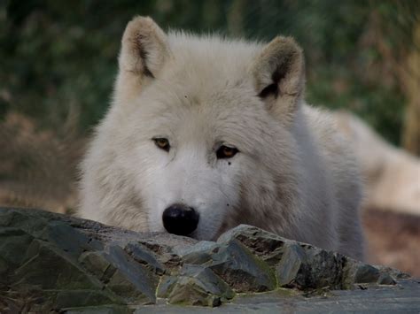 FELIPECHE VIDEO: Le loup arctique