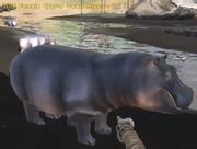 Cyprus Dwarf Hippo | Additional Creatures Wiki | Fandom