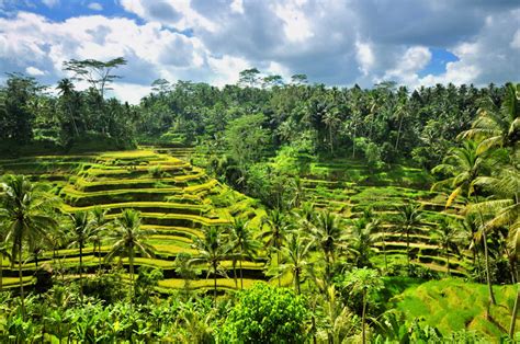 Sehenswürdigkeiten auf Ihrer Ubud Reise | Tourlane