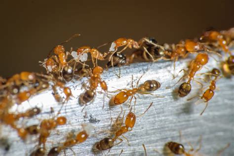 How do I get rid of Pharaoh Ants? | Magna Pest Solutions